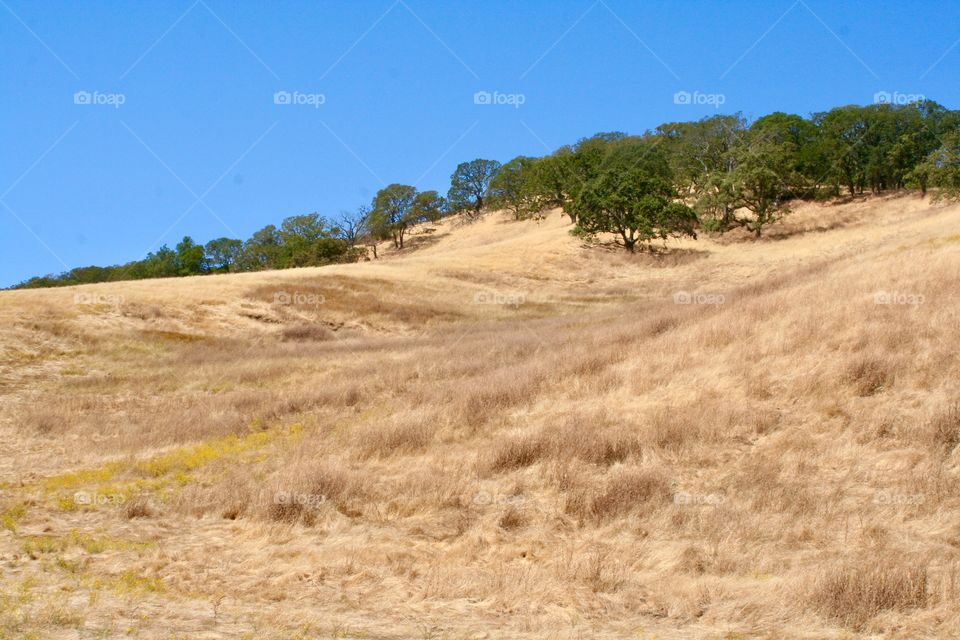 Landscape with dry grass 