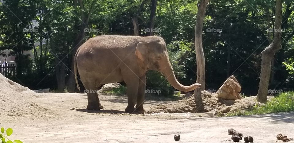 Elephant at the Cincinnati Zoo