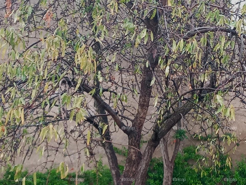 Amandes trees in automne