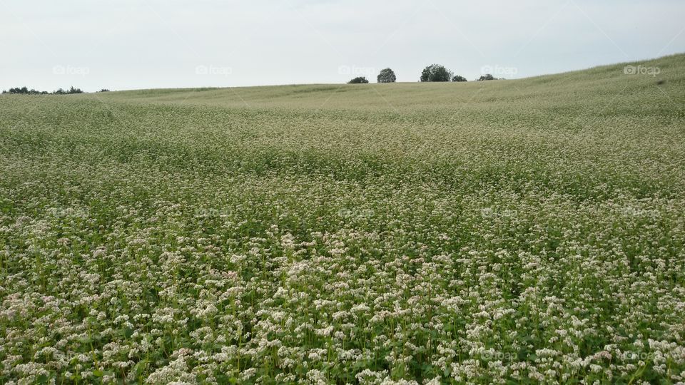 Buckwheat blooming