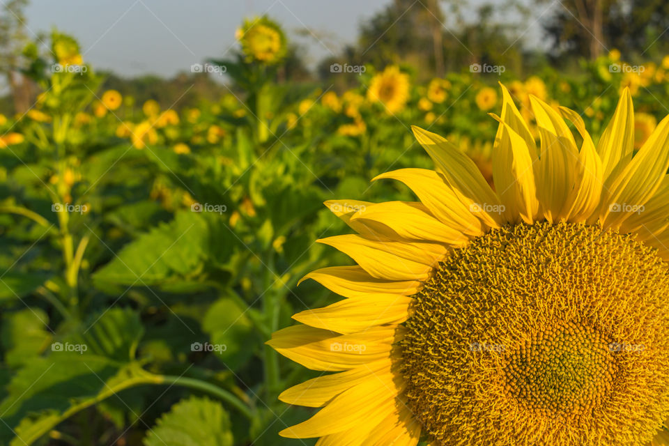 The sunflower in Thailand and So beautiful 😍