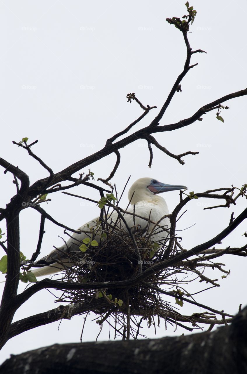 White bird with blue beck on own nest on tree 