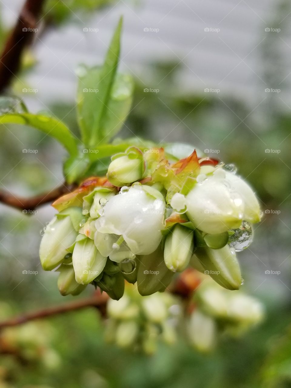 Blueberry blossoms after the rain