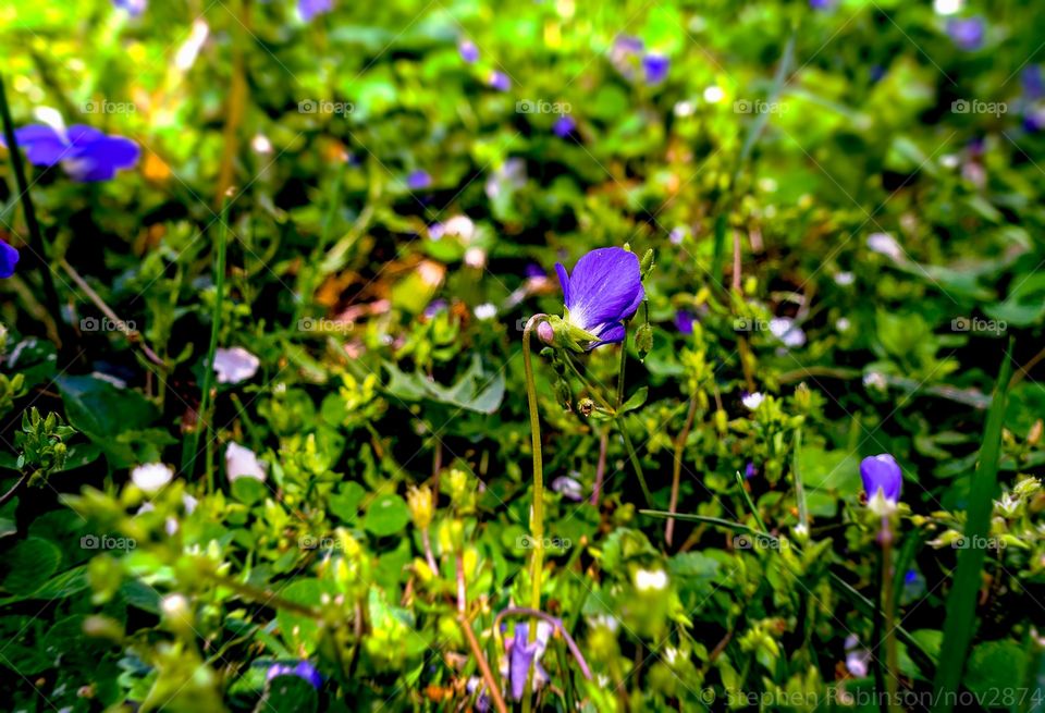 macro purple flowers in green grass