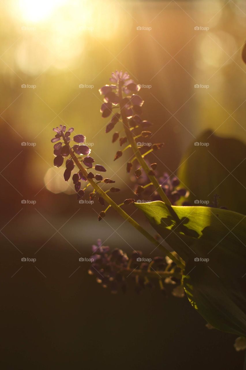 Spring plants at home