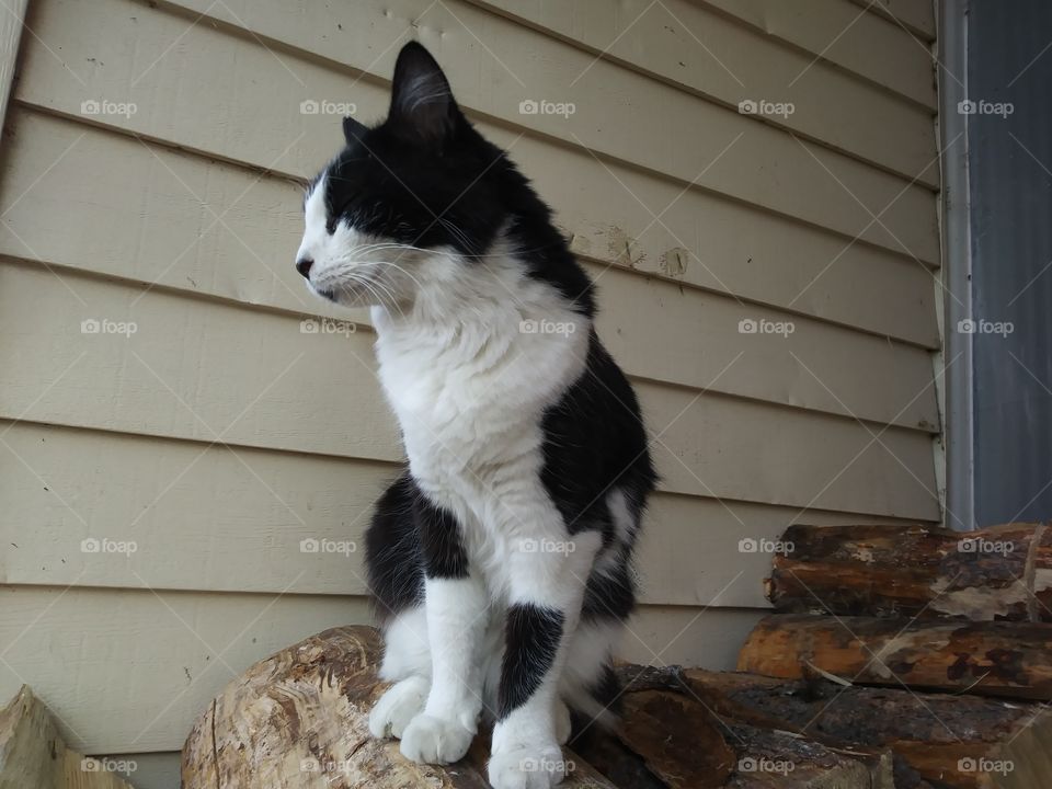 Black and white cat sitting on a woodpile 💖