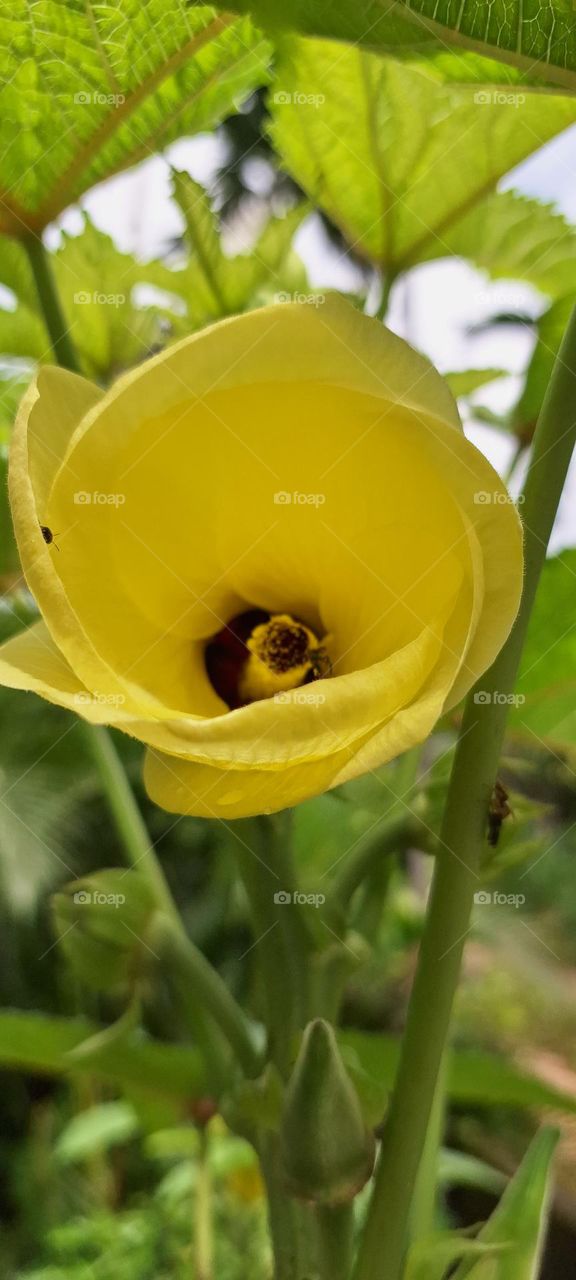 Ladies finger flower