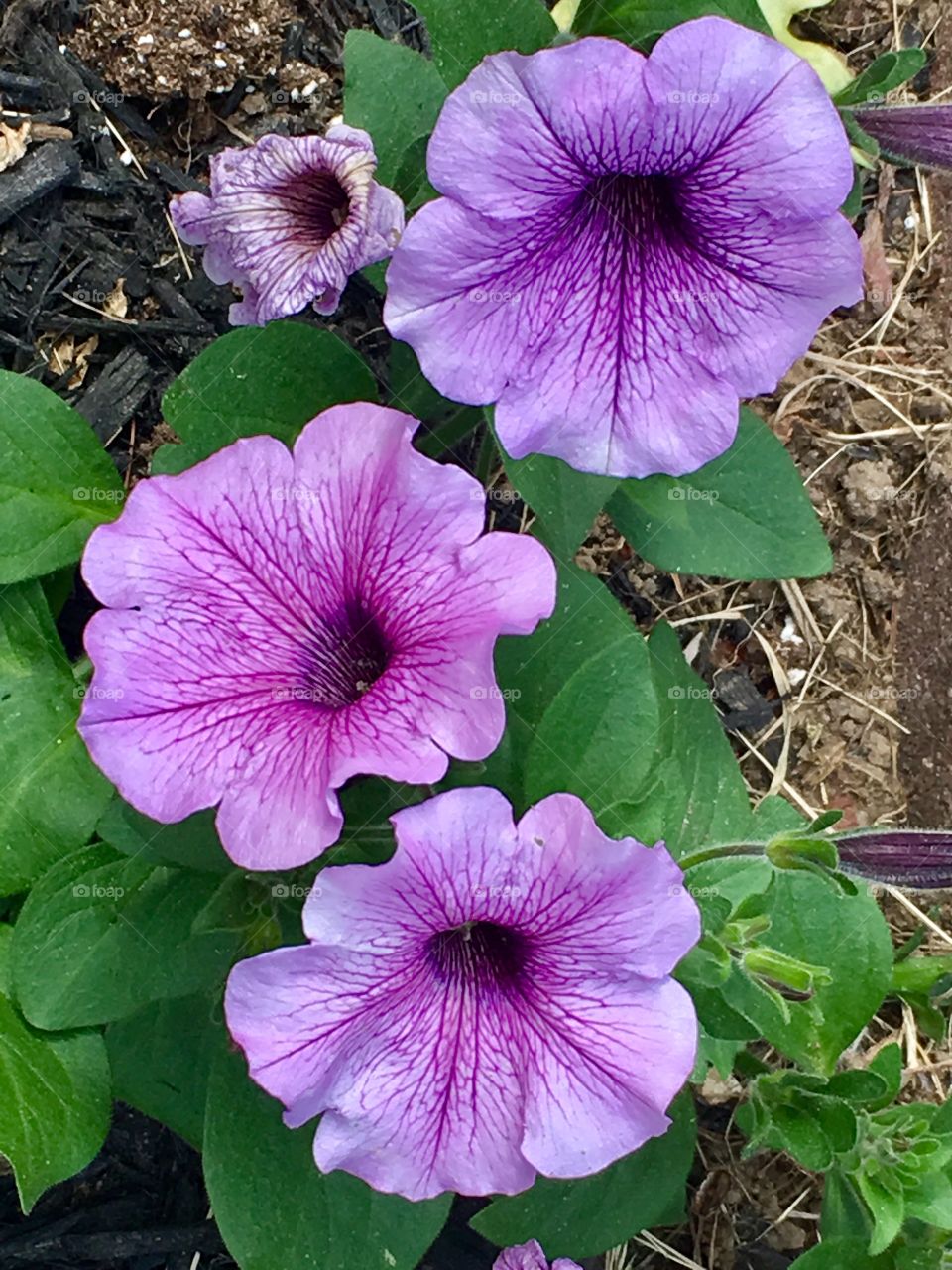 Purple flowers summer day in June 