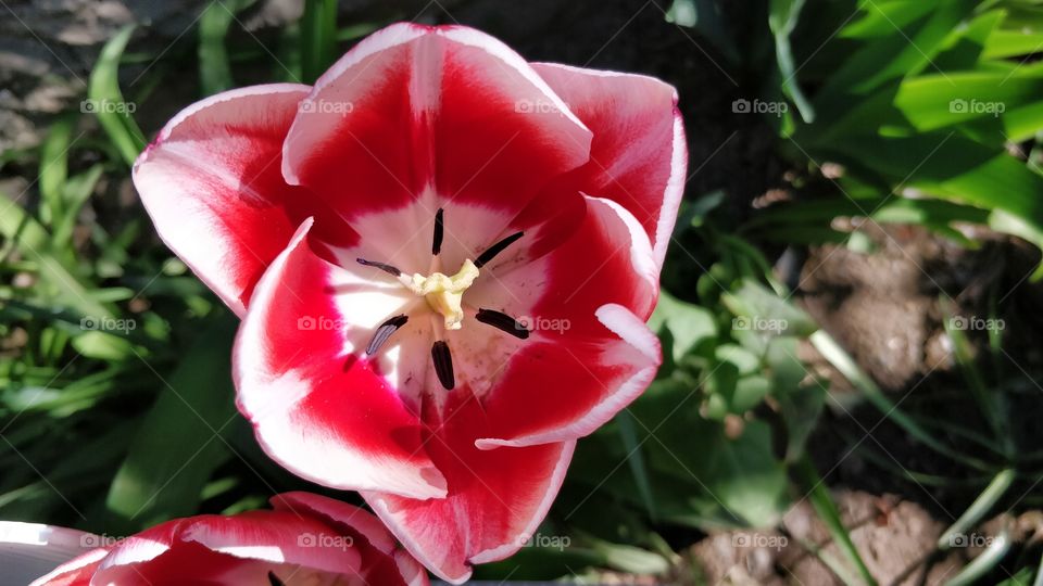 Tulip Closeup