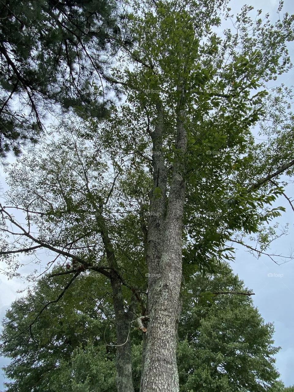 A Elms tree 