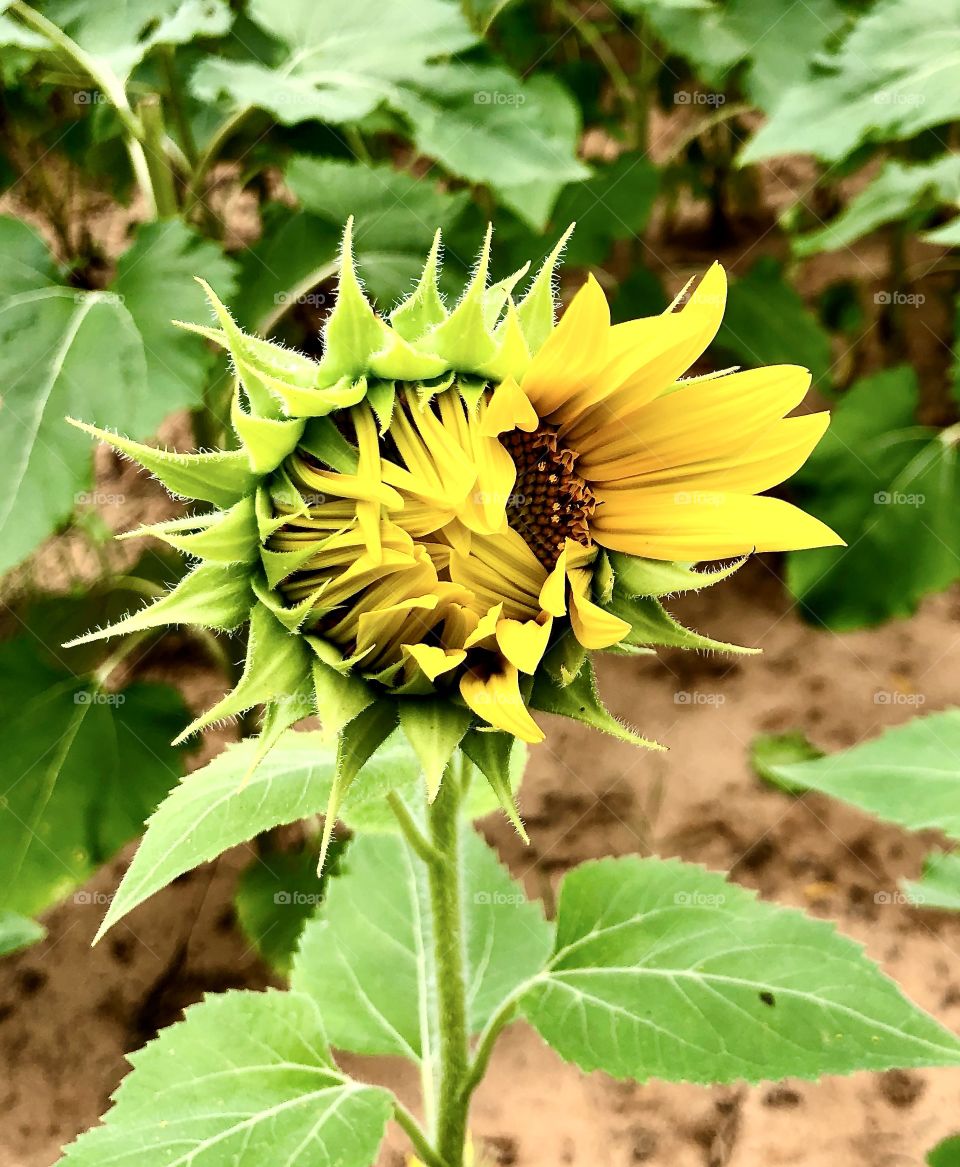 Sunflower opening gradually 