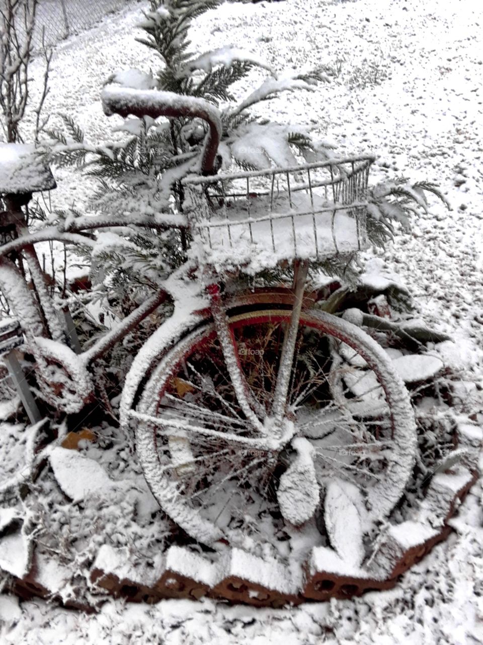 snow on old rusted bicycle with plants