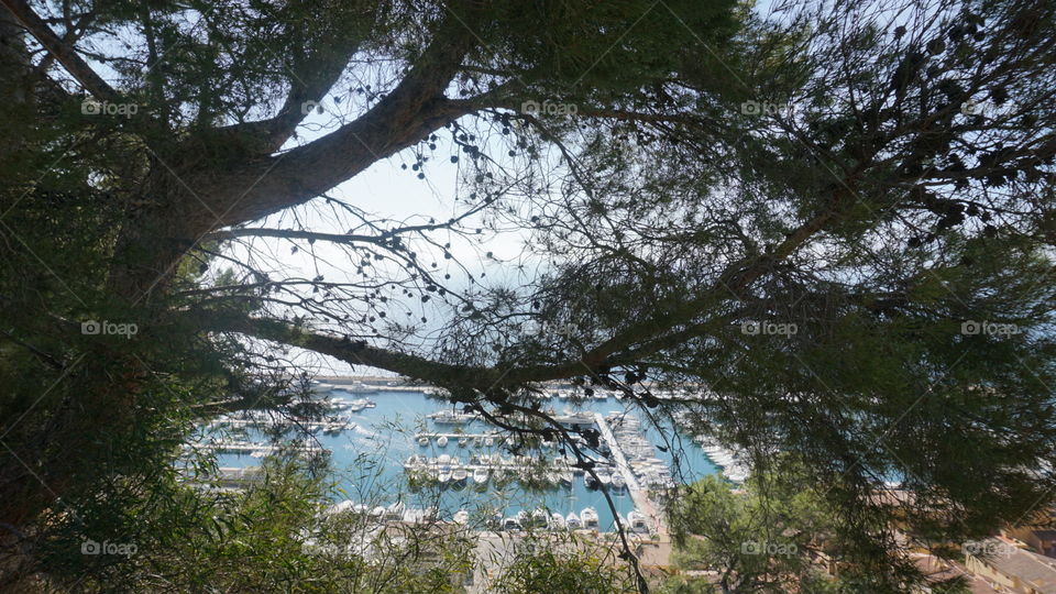 Port#tree#boats#nature#sea#colors#seaview