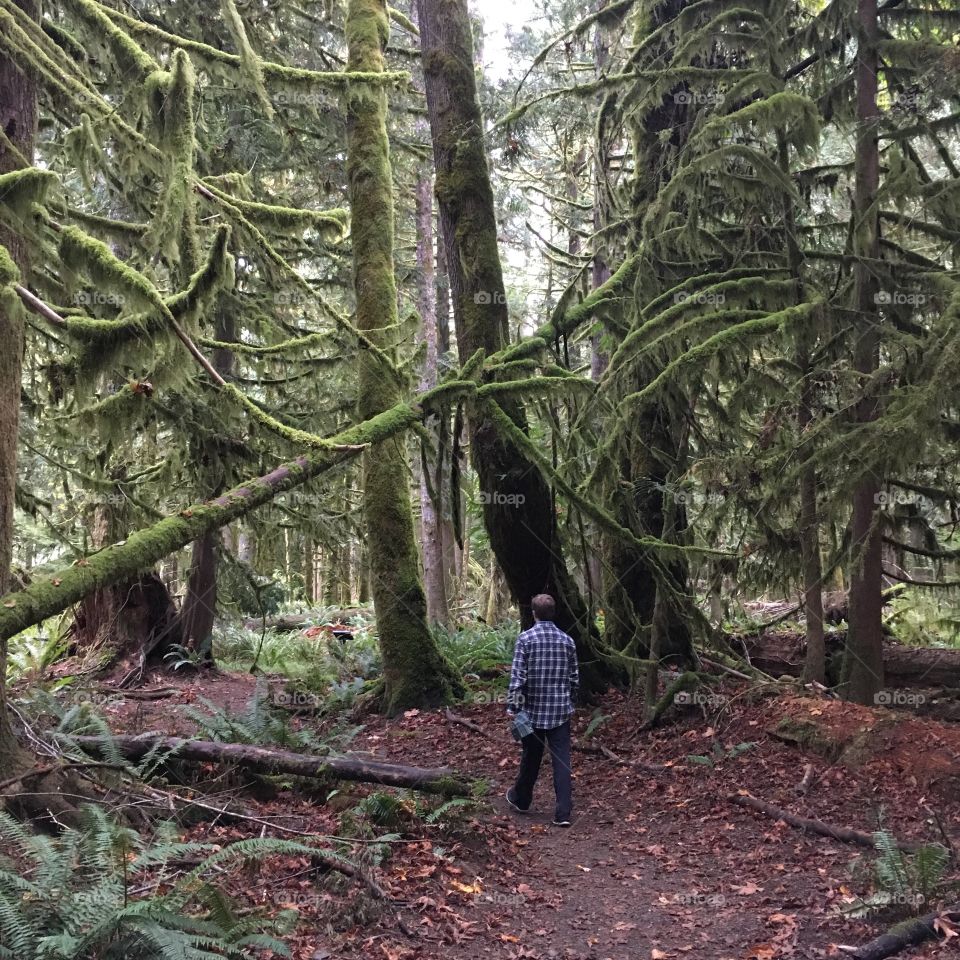 Hiking in the mossy forest 