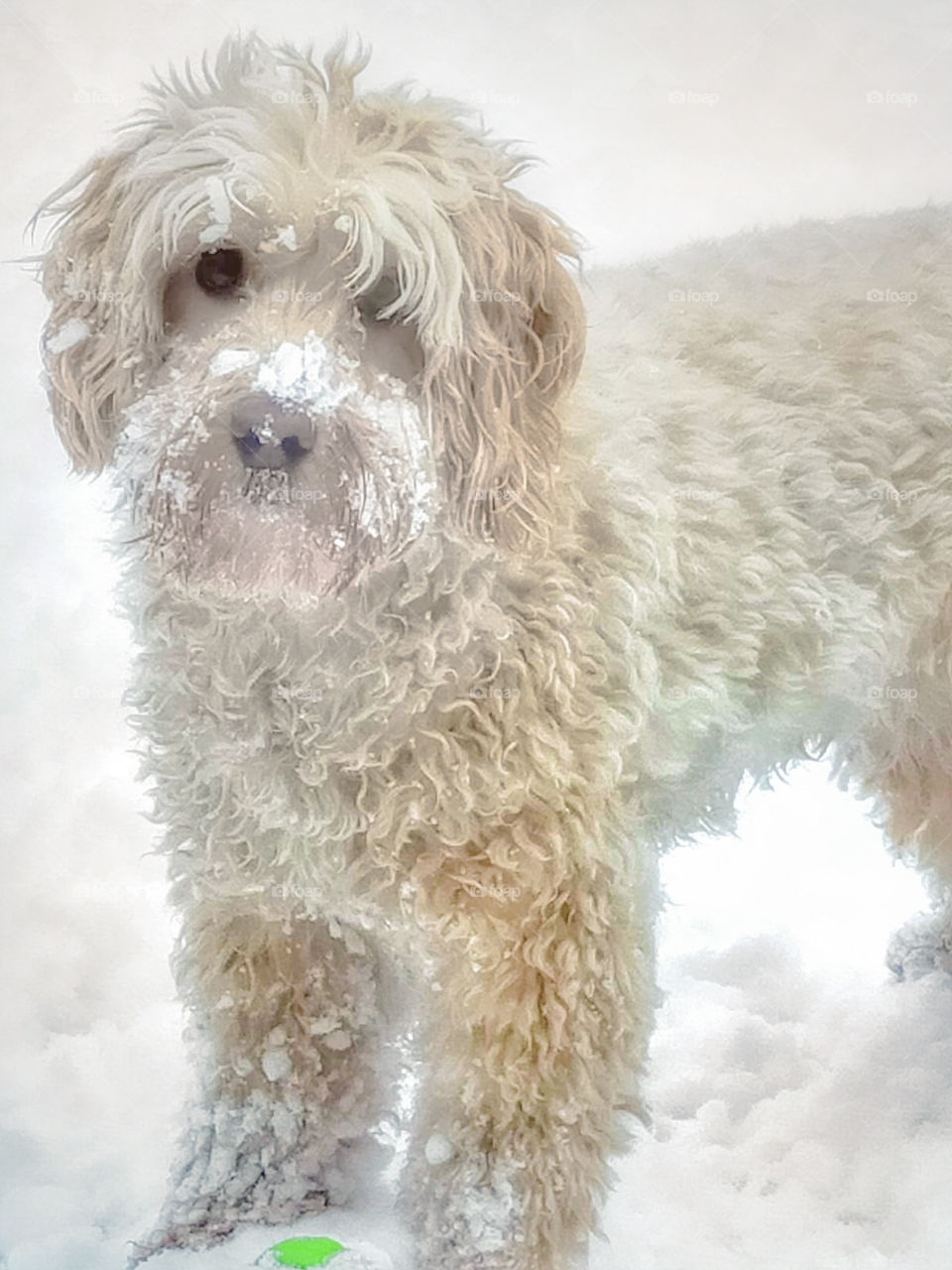 Cute dog in the snow. Cockapoo