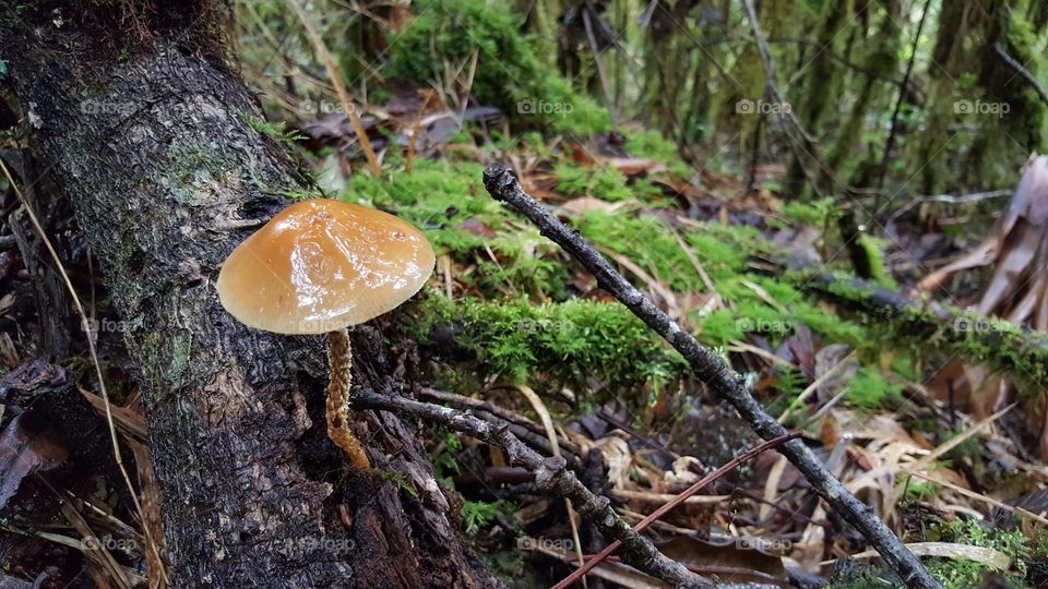 Mushrooms growing on log