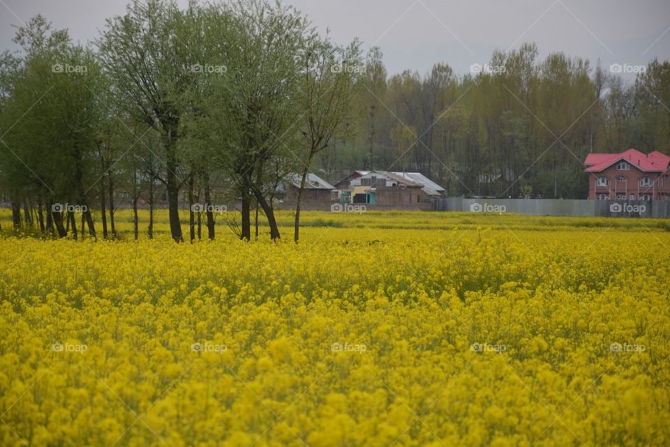 Kashmir