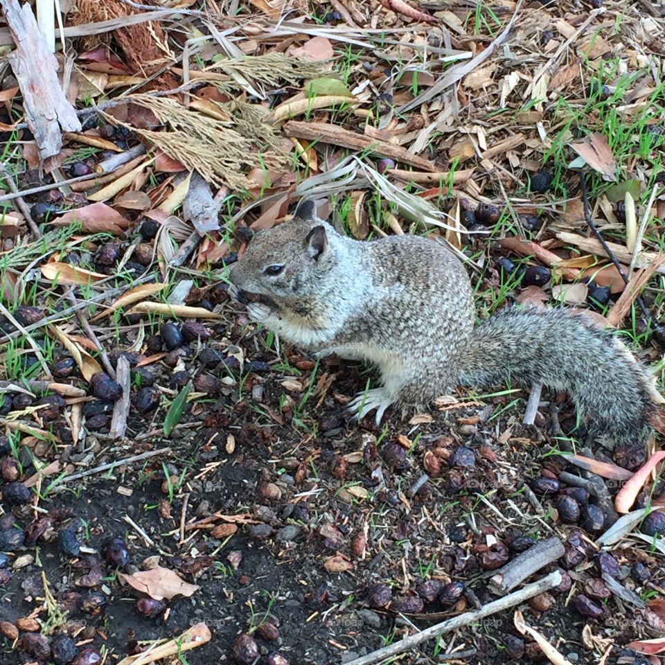 Portrait of squirrel