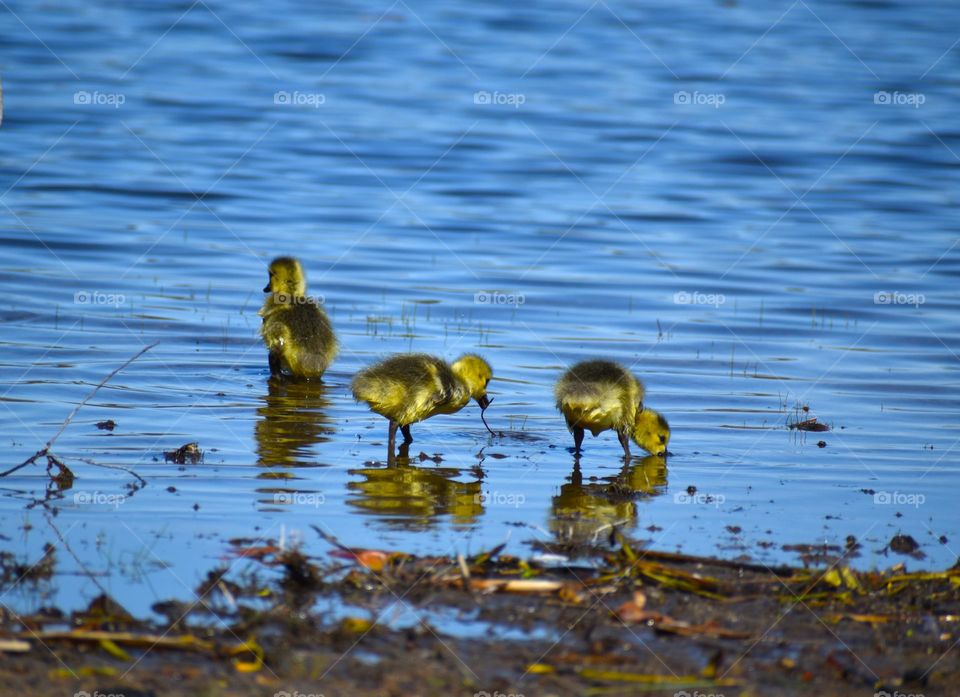 Baby geese practice their hunting skills 