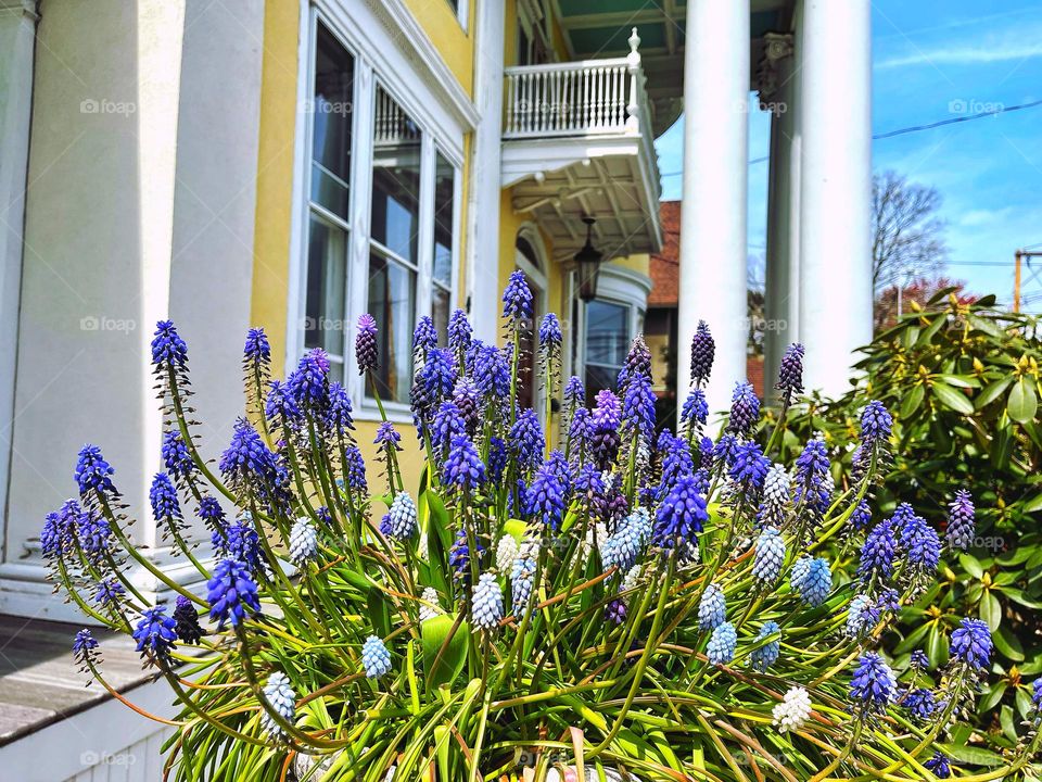 Spring flowers in a garden 