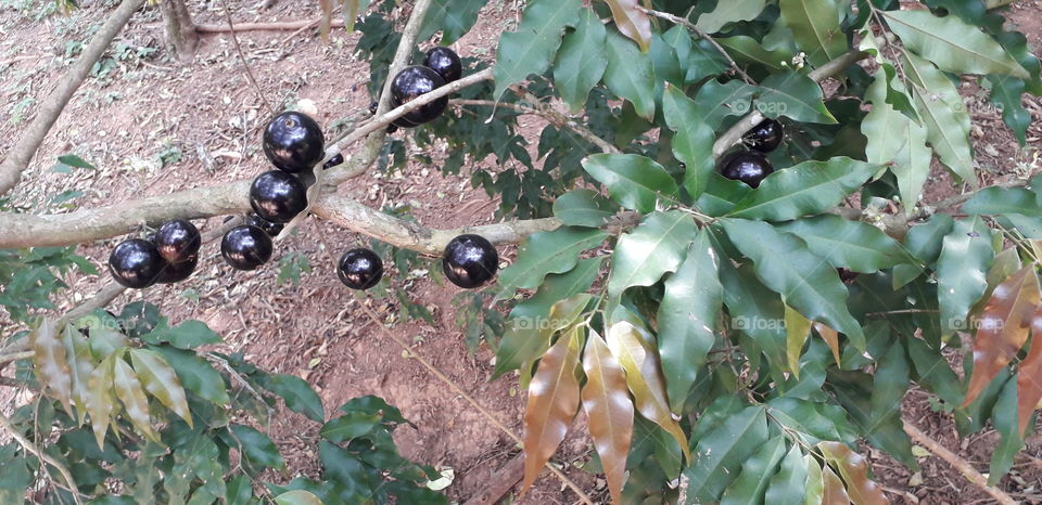jaboticaba