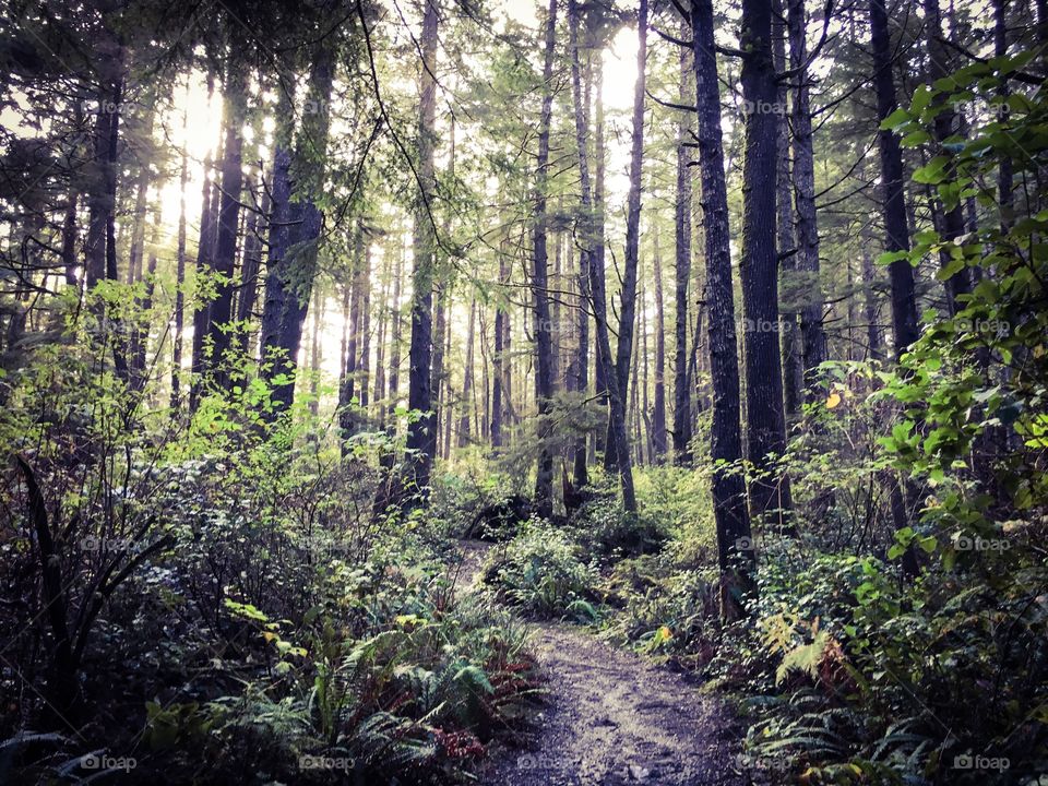 Sunlight through the trees