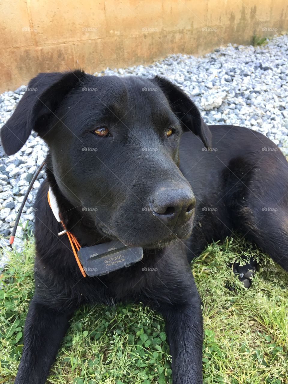 Black Labrador 