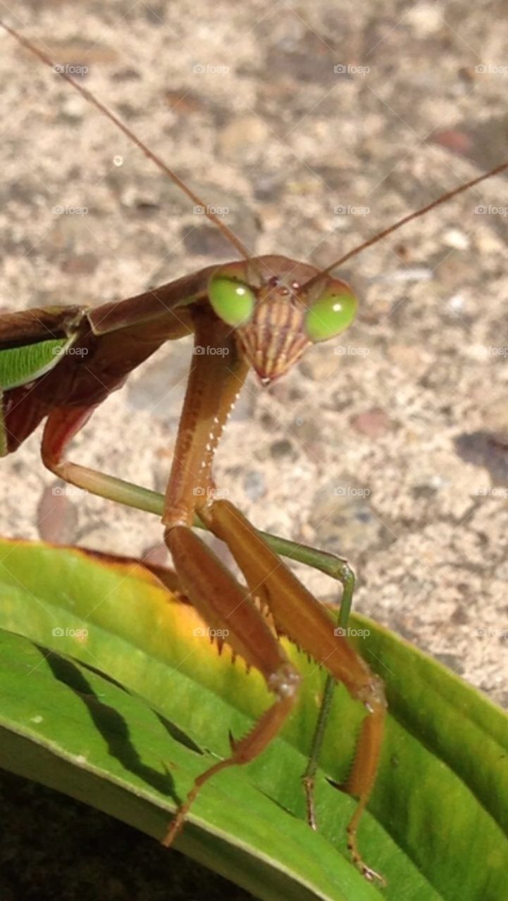 Praying Mantis Insect