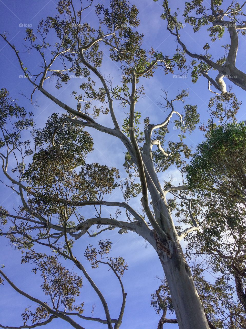 Gum Trees