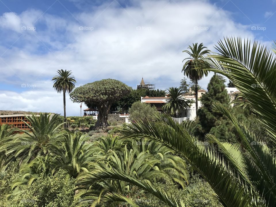 An ancient dragon tree 