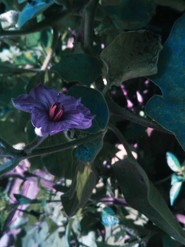 🌷
