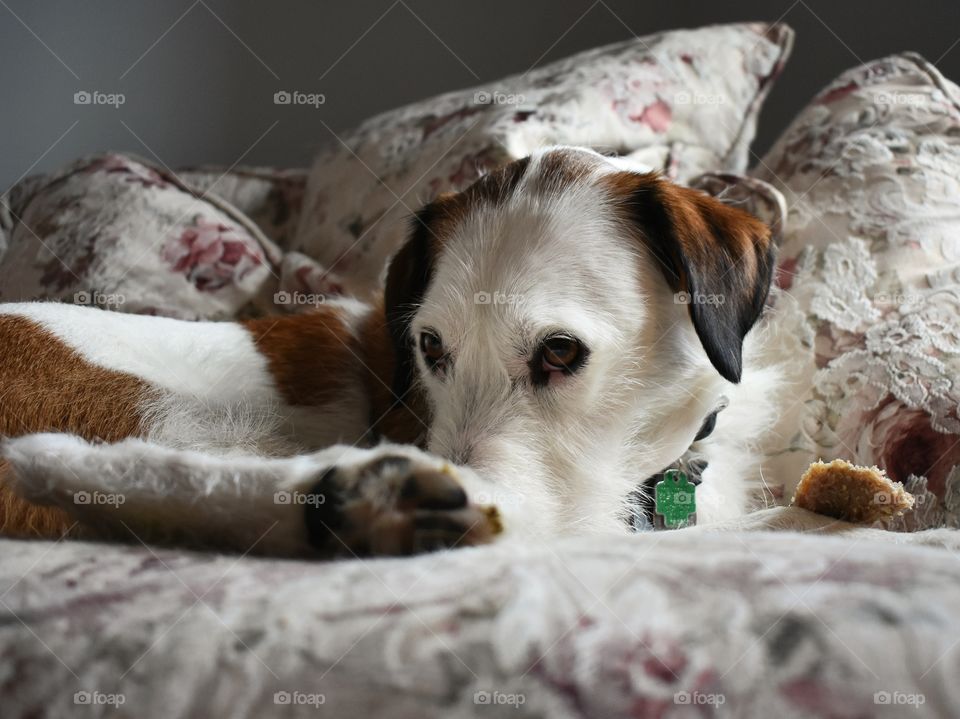 Cute dog getting cozy on couch 