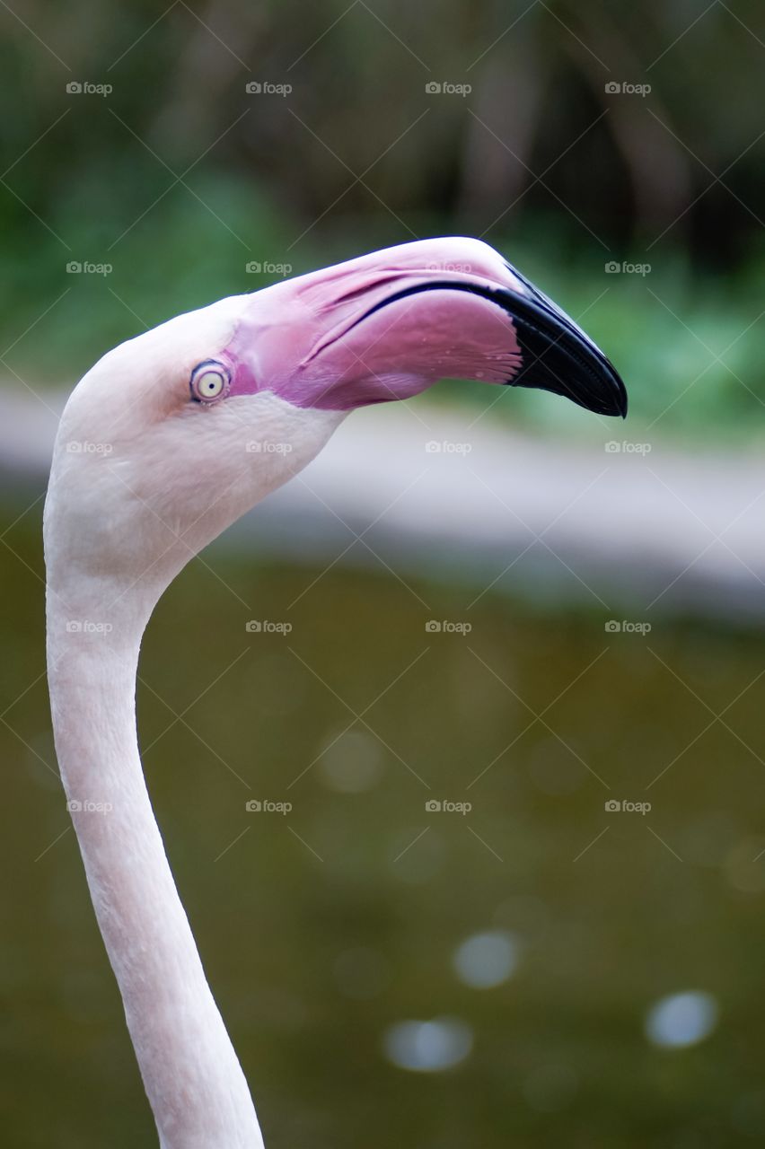 Close-up of a pink flamingo