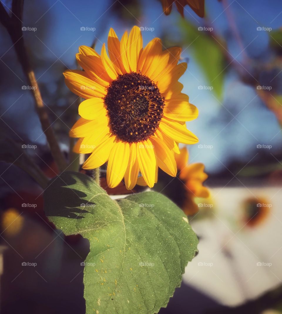 Sunflower 
