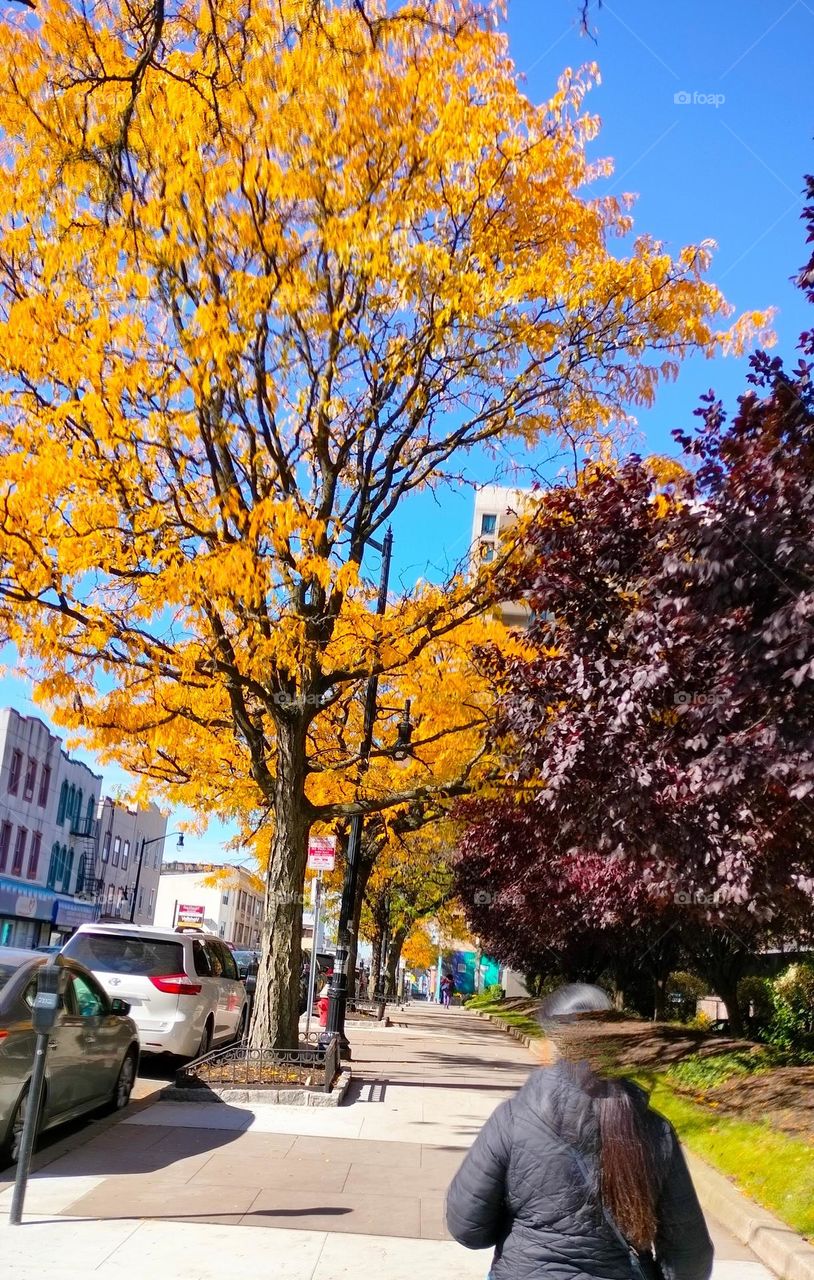 Fall Colours in New York