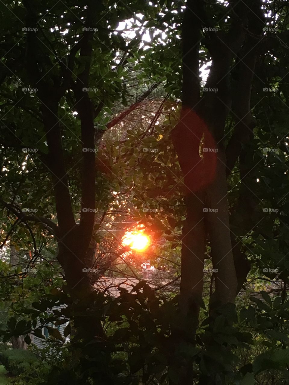 Sunset between trees