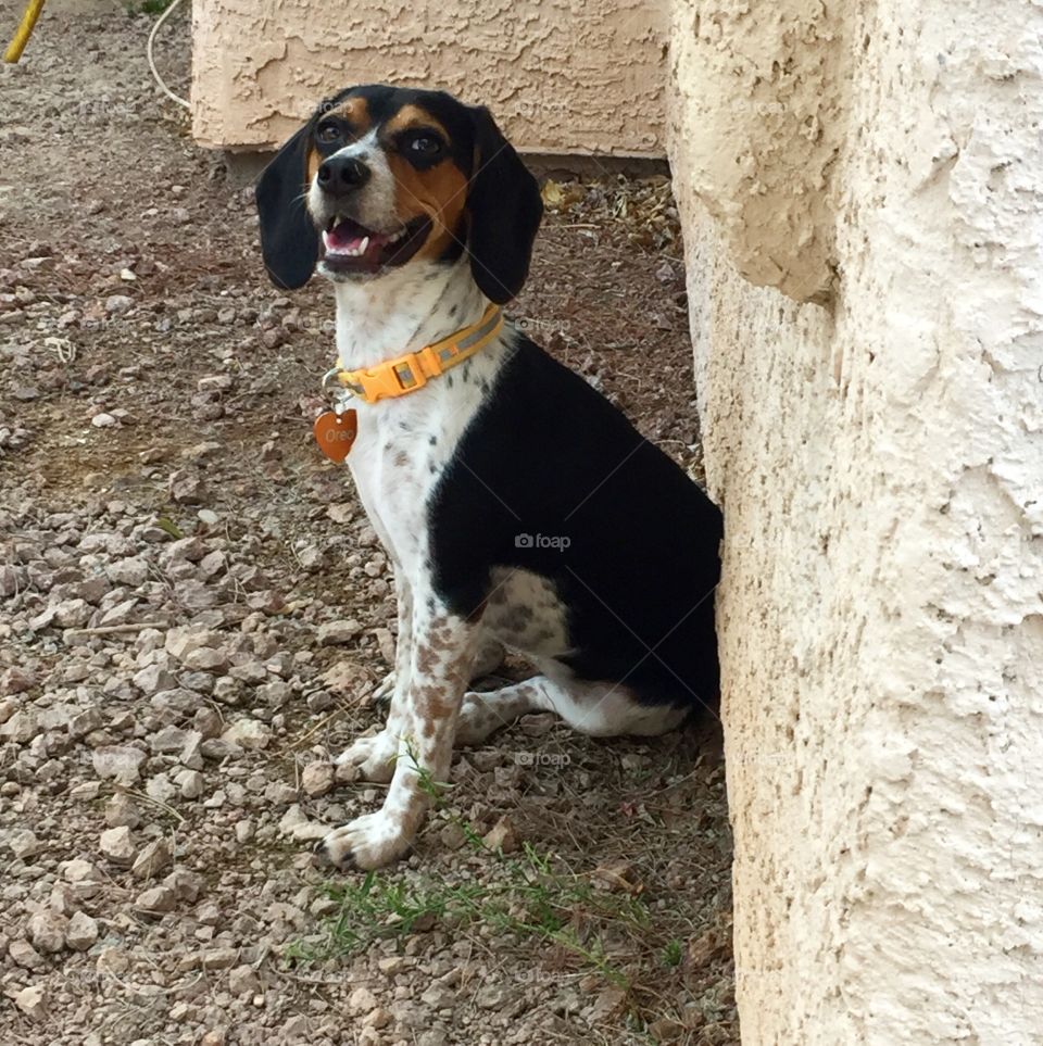 Oreo pup joining her time outside around the tree. 