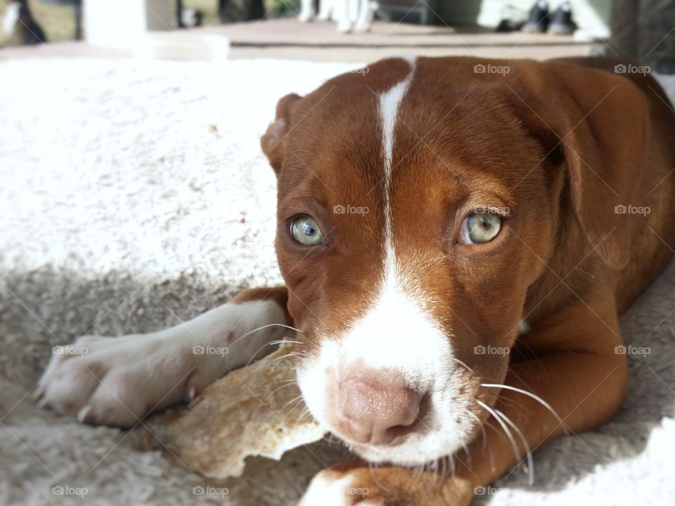 Catahoula pit bull mix mutt puppy laying in a dog bed on a porch chewing on a pig ear enjoying the sunshine looking up with green eyes blaze face red nose brindle coat happy sweet