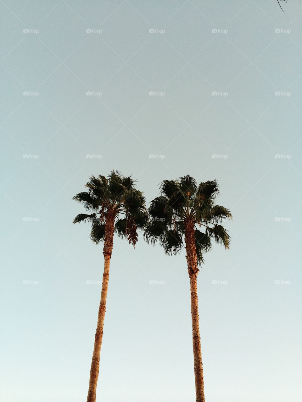 Two palm trees with simple background. 
