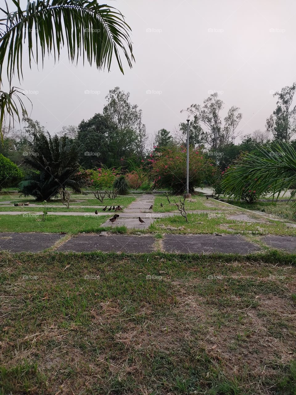 Beautiful tree plant and garden path.