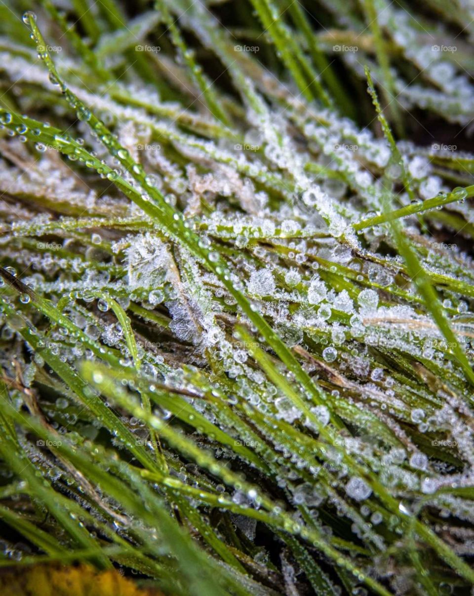 frost on the grass