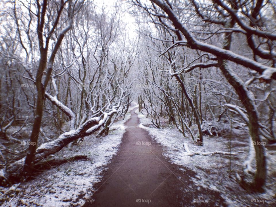 Winter walking amongst trees.