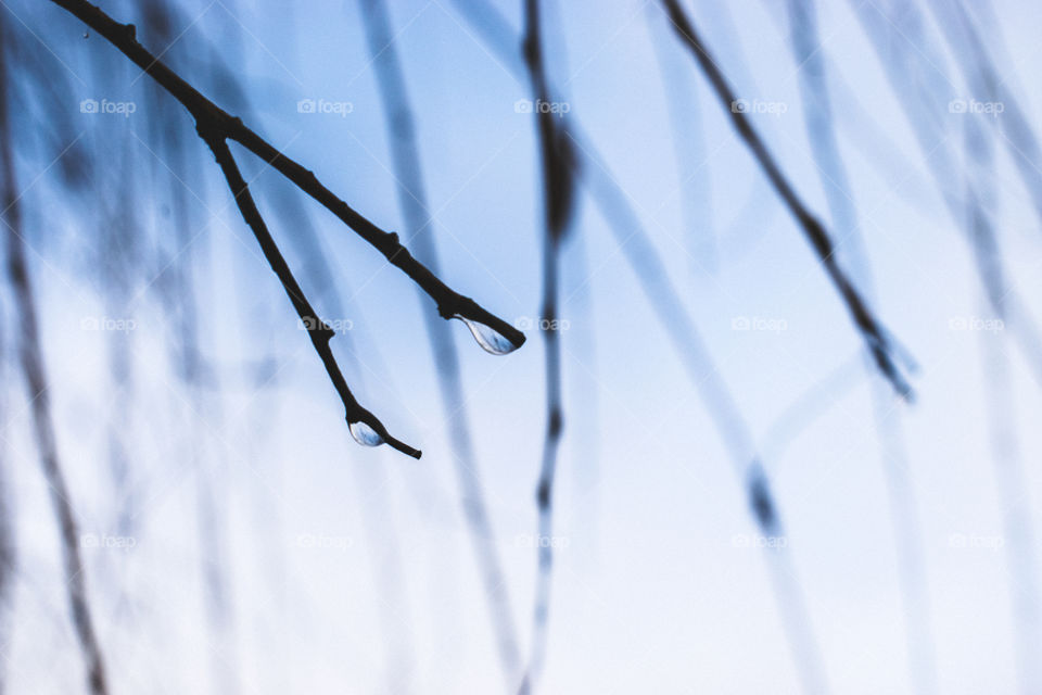 Close-up of water drop on twig