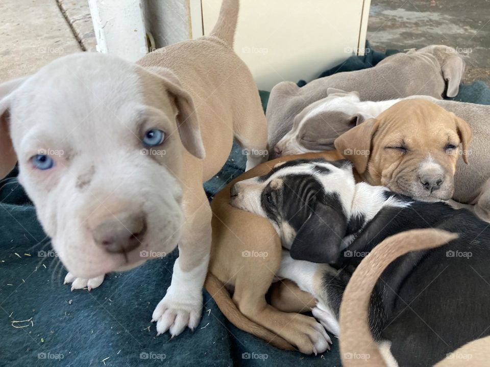 Happy pit puppy packed 