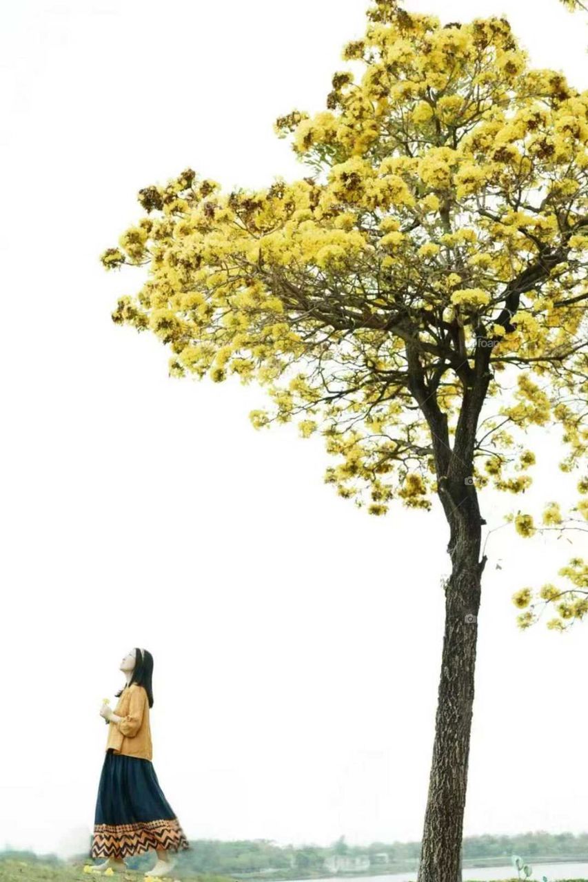 One tree and one person