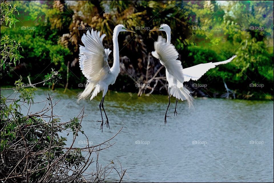 IT TAKES 2 TO TANGO- GREAT WHITE EGRETS IN A COURTSHIP DANCE.