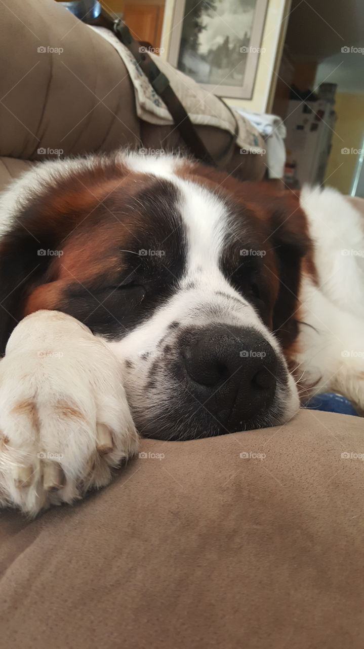 st. bernard