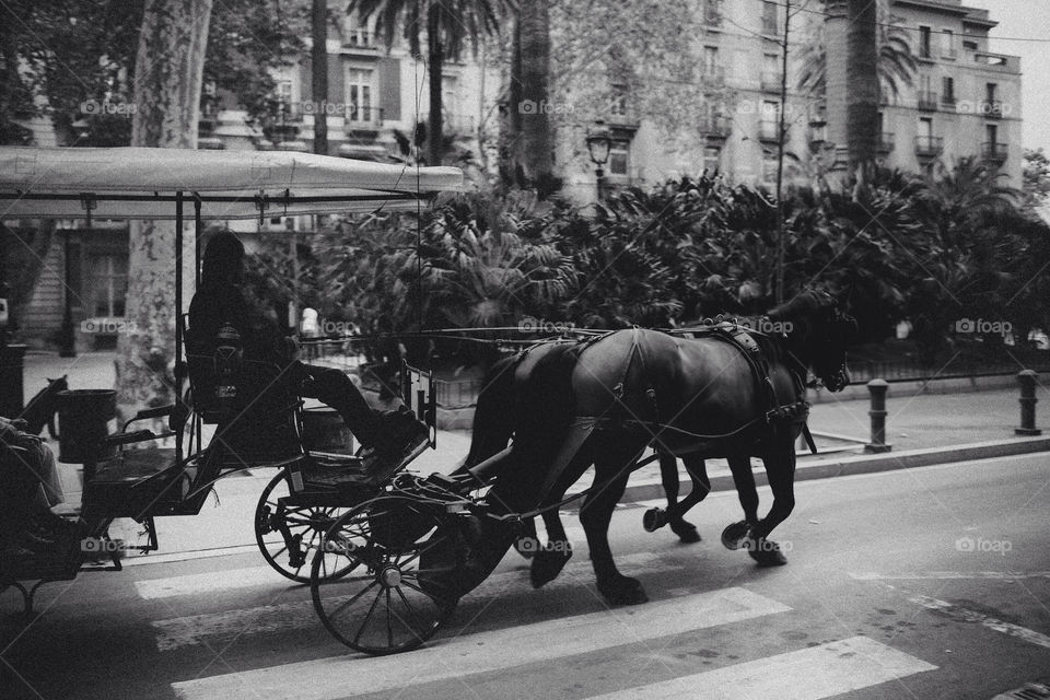 street palm horse barcelona by bussardel