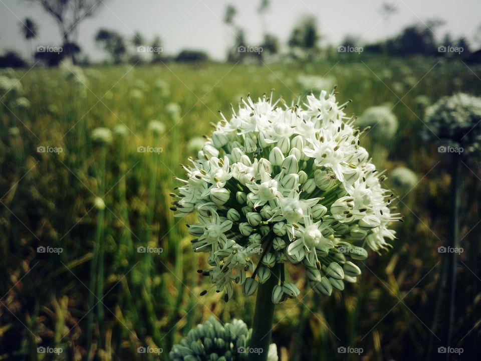 the most beautiful onion flowers in my