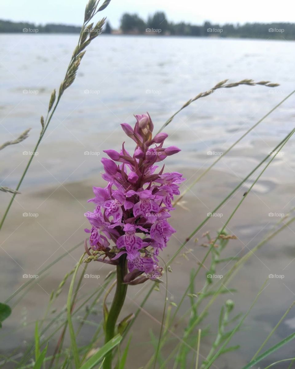 purple wild flowers on a lake shore summer time